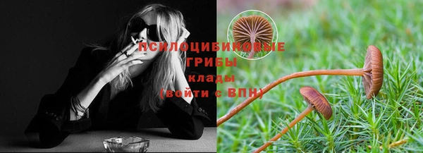 стаф Аркадак