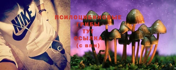 стаф Аркадак
